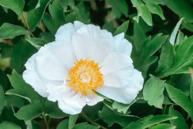 Beyaz yapraklı ve sarı merkezli şakayık çiçekleri canlı bir bahçe alanında çiçek açar..