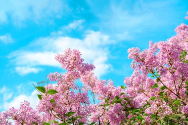 Leylak çiçekleri güneşli bir günde açık mavi gökyüzüne karşı canlı bir şekilde büyür..