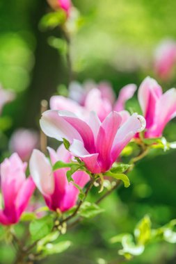 Narin pembe manolya çiçekleri yemyeşil bir bahçede güneş ışığını çeker..