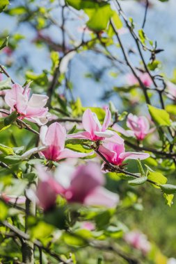 Narin pembe manolya çiçekleri açık mavi gökyüzünde çiçek açıyor..