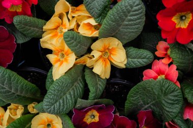 Yeşil yapraklı parlak sarı ve kırmızı çiçekler canlı bir bahçe görüntüsü yaratır..