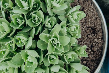 Lezzetli bitkiler güzel yeşil yaprakları bir tencerede güzelce dizer..