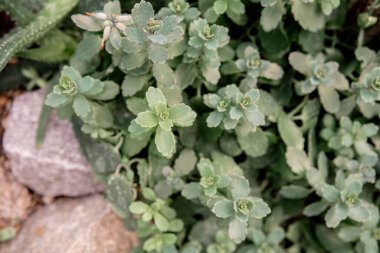 Sulu bitkiler bahçe ortamında gelişir. Taşlar doku sağlar..