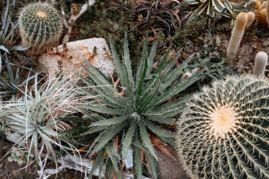 Canlı kaktüsler ve sulu bitkiler eşsiz bitkilerle dolu bir bahçede büyür..