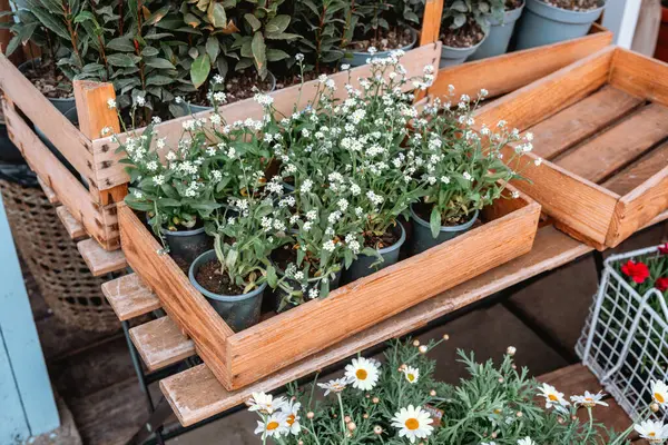Açık hava pazarında tahta sandıklara yerleştirilmiş küçük saksılarda parlak çiçekler..