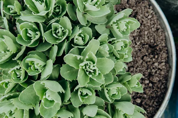 Lezzetli bitkiler güzel yeşil yaprakları bir tencerede güzelce dizer..