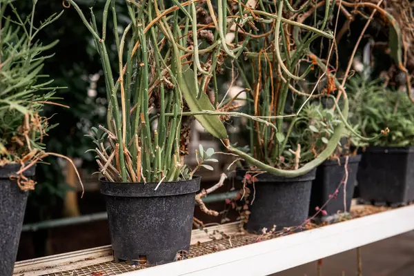 Saksı yeşili bir serada aşırı büyüme ve bakım eksikliği gösteriyor..