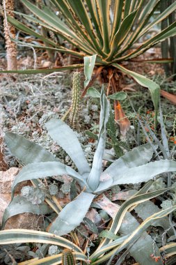 Farklı yeşil bitki türleri güneş ışığı altında canlı bir bahçe ortamında gelişir..