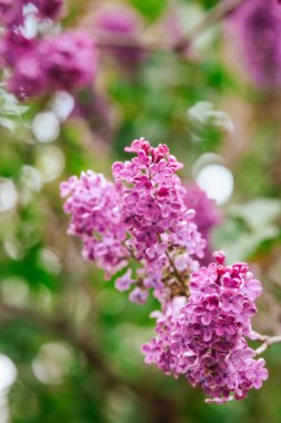 Narin leylak çiçekleri yemyeşil bir bahçedeki dallarda yeşerir..