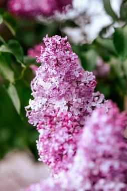 Leylak çiçeği kümeleri baharda bir bahçede canlı renkler sergiler.