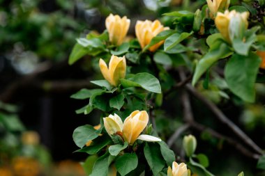 Sarı manolya çiçekleri baharda canlı yeşil yapraklarla kaplanır..