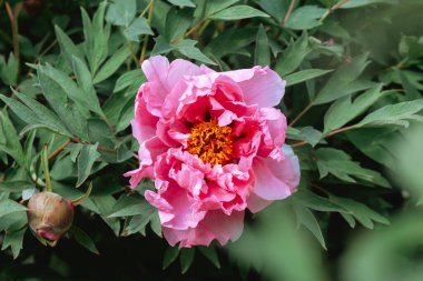 İlkbaharda yemyeşil yapraklarla çevrili çarpıcı pembe bir şakayık çiçeği açar..