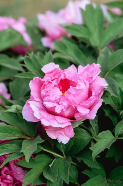 İlkbaharda yemyeşil yapraklarla çevrili pembe bir şakayık çiçeği açılır..