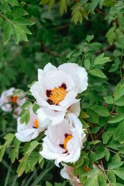 Güzel beyaz şakayık çiçekleri Mor çiçekleri bir bahçede çiçek açar.