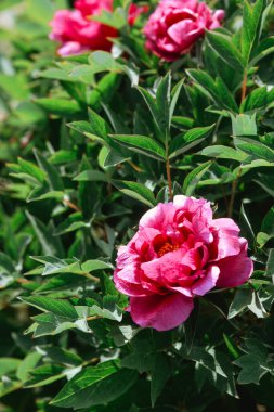 Güzel pembe çiçekler güneşli bir bahar gününde sağlıklı yeşil bir bitkiyi süslüyor..