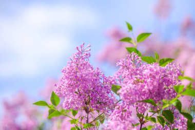 Canlı leylak çiçekleri, dingin mavi bir arkaplanda çiçek açarlar..