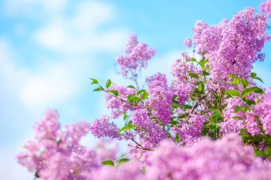 İlkbaharda parlak mavi bir gökyüzüne karşı parlak bir renkle leylak çiçekleri patladı.