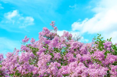 Canlı bir leylak çalısı, dağınık bulutlu açık mavi bir gökyüzüne doğru çiçek açar..