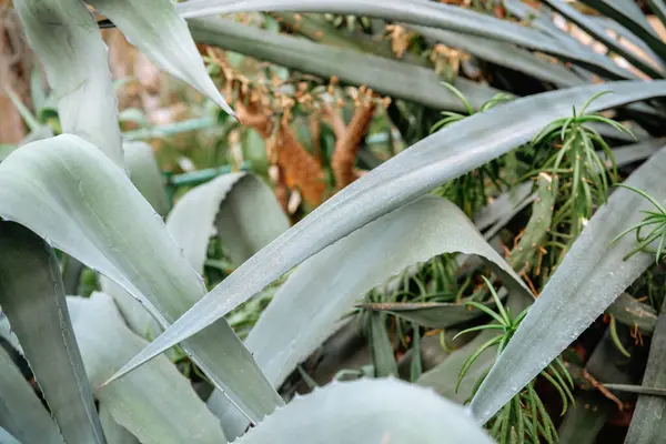 Canlı bir bahçede geniş, uzun yapraklar içeren yoğun yapraklar..