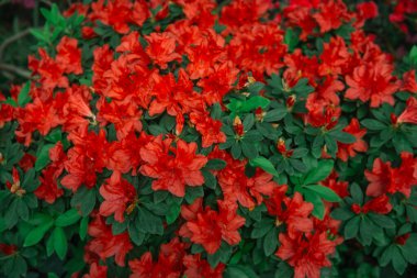 Canlı kırmızı açelyalar çiçek açıyor. 