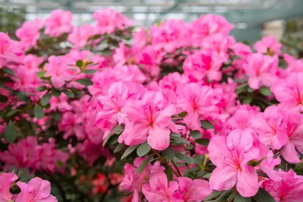 Çiçekler açan pembe azalialar, seradaki azalia çiçekleri.