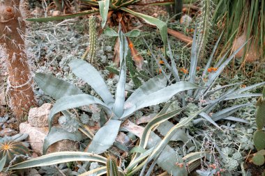 Parlak güneş ışığı altında çeşitli sulu ve kaktüslerle dolu yemyeşil çöl bahçesi..