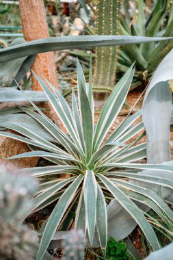 Yeşil bir agave bitkisi bereketli bir çöl bahçesinde uzun ve sivri yapraklarını sergiler..
