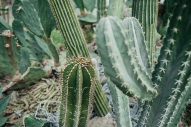 Çoklu kaktüs türleri güneşli bir çöl bahçesinde çeşitli şekillerde büyür..
