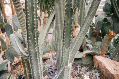 Kaktüsler ve sulu bitkiler seranın içinde gelişerek eşsiz çöl bitkilerini sergilerler..