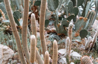 Çeşitli kaktüsler eşsiz doku ve şekillere sahip bir çöl bahçesinde birlikte büyürler..