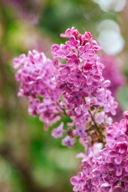 Taze leylak çiçekleri güzelliklerini yemyeşil bir bahçede sergiler..