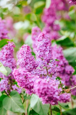 Parlak güneş ışığı altında ışıl ışıl parlayan bir bahçede yemyeşil çiçek kümeleri serpilir..