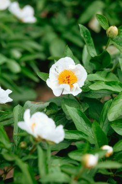 Sarı merkezli parlak beyaz çiçekler canlı yeşil bir bahçede göze çarpar..