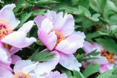 Canlı pembe şakayıklar yeşil bir bahçede serpilmiş, narin taç yapraklarıyla gösteriş yapıyorlar..