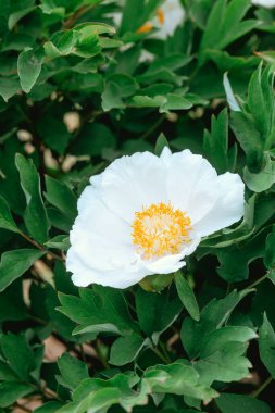 Sarı merkezli çarpıcı beyaz bir çiçek yemyeşil bir bahçede açar..