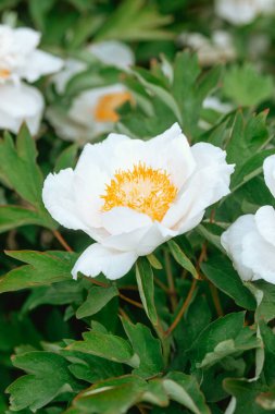 Şakayık çiçekleri beyaz taç yaprakları ve yemyeşil yeşilliklerin ortasında sarı merkezlerle açar..