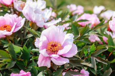 Pembe taç yaprakları ve altın merkezleri olan renkli şakayık çiçekleri güneşli bir bahçede büyür..