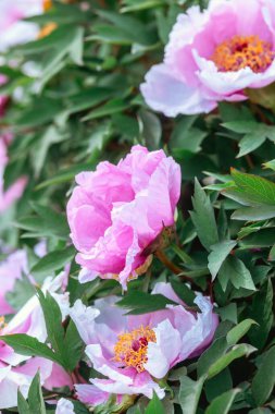 Güzel pembe şakayıklar ilkbaharda yemyeşil yaprakların arasında çiçek açar..