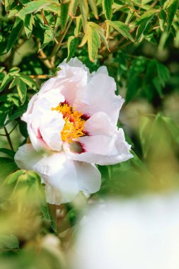 Şakayık bir çiçek yemyeşil bir bahçede canlı bir şekilde açar..