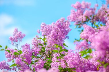 Leylak çiçekleri sahneyi doldurur güneşli bir bahar gününde güzelliklerini sergilerler..