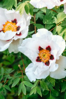 Canlı merkezleri olan beyaz şakayıklar yemyeşil bir bahçede çiçek açıyor..
