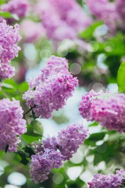 Çiçek açan leylak çiçekleri yemyeşil bir bahçede..