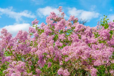 Narin leylak çiçekleri baharda güneşli bir bahçede bol bol çiçek açar..