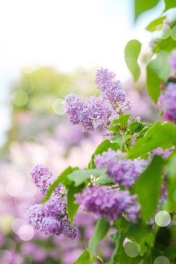 Güzel leylak çiçekleri bahar mevsiminin özünü yakalıyor..