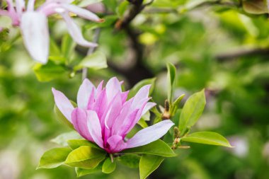 Canlı pembe manolya çiçeği ilkbaharda yeşil yapraklara karşı duruyor..
