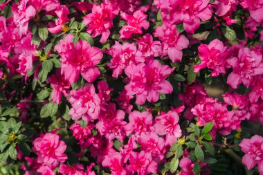 açelya çiçek bir sera içinde