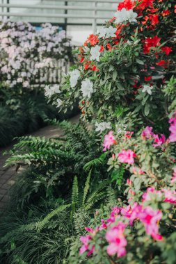  Canlı Azalea Çiçekleri Bir Serada