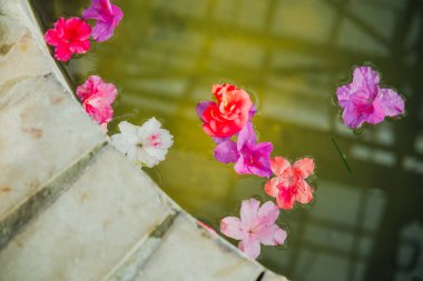 Yüzen Azalea Çiçeklerinin Yakın Çekimi