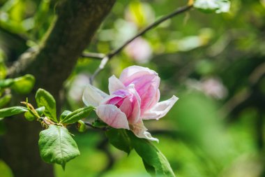 Bahar aylarında yemyeşil yaprakların arasında bir manolya çiçeği açılır..