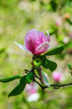 Pembe bir manolya çiçeği yeşilliklerle çevrili parlak bahar güneşinin altında açılır..